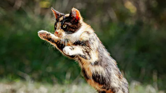 🐱 なぜ猫は必ず足から着地できるのか？