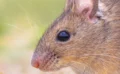 🧠 脳から“見ている映像”を再現することに成功｜マウスの視覚をAIで再構築する最新研究