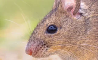 🧠 脳から“見ている映像”を再現することに成功｜マウスの視覚をAIで再構築する最新研究