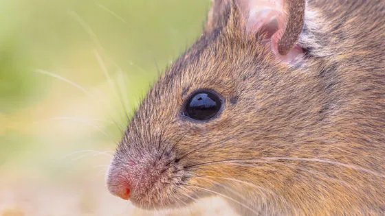 🧠 脳から“見ている映像”を再現することに成功｜マウスの視覚をAIで再構築する最新研究