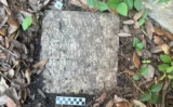 🏛️ アメリカの庭から発見された古代ローマの墓碑、その正体は1900年前の海軍兵士だった