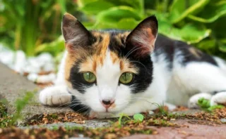 放し飼いのネコは病原体を家に持ち帰る？最新研究が示す「室内飼い」が重要な理由