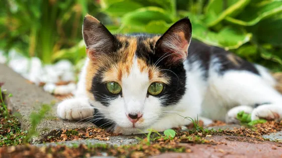 放し飼いのネコは病原体を家に持ち帰る？最新研究が示す「室内飼い」が重要な理由