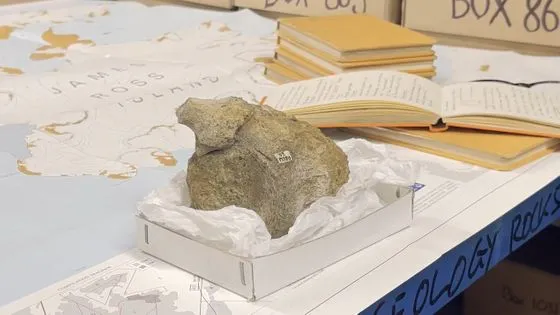 🦕 40年間引き出しに眠っていた化石が「南極初の恐竜化石」だったことが判明！ティタノサウルス類の新たな証拠に