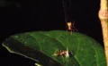 🕷️ 「バネ仕掛けのわな」を作る新種級のクモを発見！危険なツムギアリを一瞬で打ち上げる驚異の狩猟戦略とは