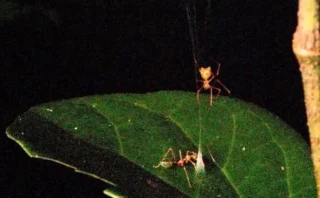 🕷️ 「バネ仕掛けのわな」を作る新種級のクモを発見！危険なツムギアリを一瞬で打ち上げる驚異の狩猟戦略とは