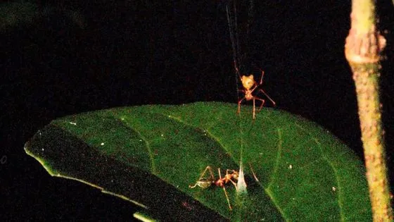 オーストラリアで発見された「バリスタグモ」は、バネ仕掛けのクモの巣を利用して危険なツムギアリを瞬時に打ち上げて捕食することが判明しました。驚異の狩猟メカニズムや進化、生物工学への応用可能性について詳しく解説します。