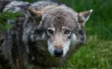 🐺 絶滅寸前から復活したオオカミがヨーロッパで急増　家畜被害と人への接近が招く「共生」の難題