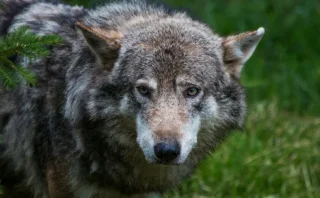 🐺 絶滅寸前から復活したオオカミがヨーロッパで急増　家畜被害と人への接近が招く「共生」の難題