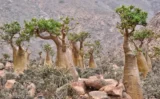 毒にも薬にもなる「ボトルツリー」とは？ソコトラ島に生きる奇妙な植物と強心配糖体の正体