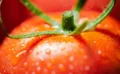 🍅 トマトペーストを毎日35g、3カ月食べると脳に変化？認知機能の向上と脳ネットワークの変化を最新研究が報告