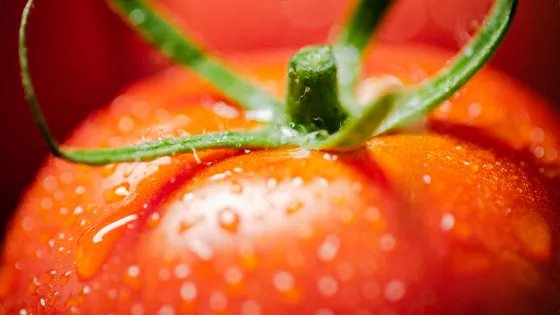 🍅 トマトペーストを毎日35g、3カ月食べると脳に変化？認知機能の向上と脳ネットワークの変化を最新研究が報告