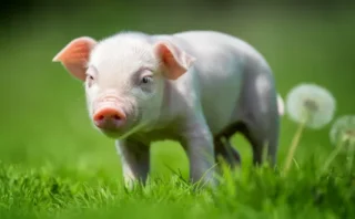 遺伝子改変ブタの腎臓で「271日間」透析なしを実現、人間の腎移植までつなぐ世界初の事例