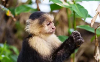 🐒 野生のサルは「使い古された石」を好む？道具の使用痕跡から学ぶ驚きの能力が判明